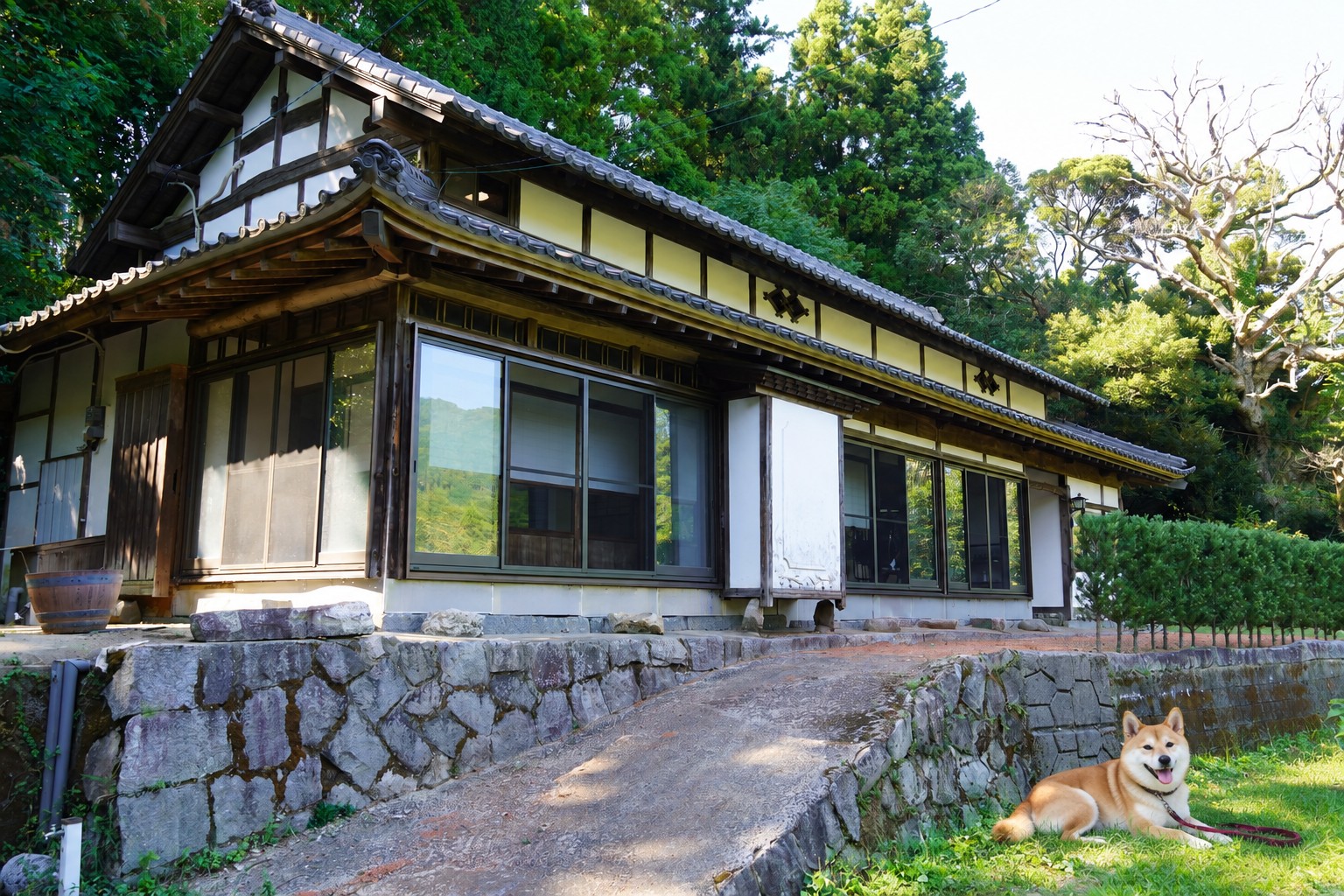 古民家の前の芝で、くつろぐ犬