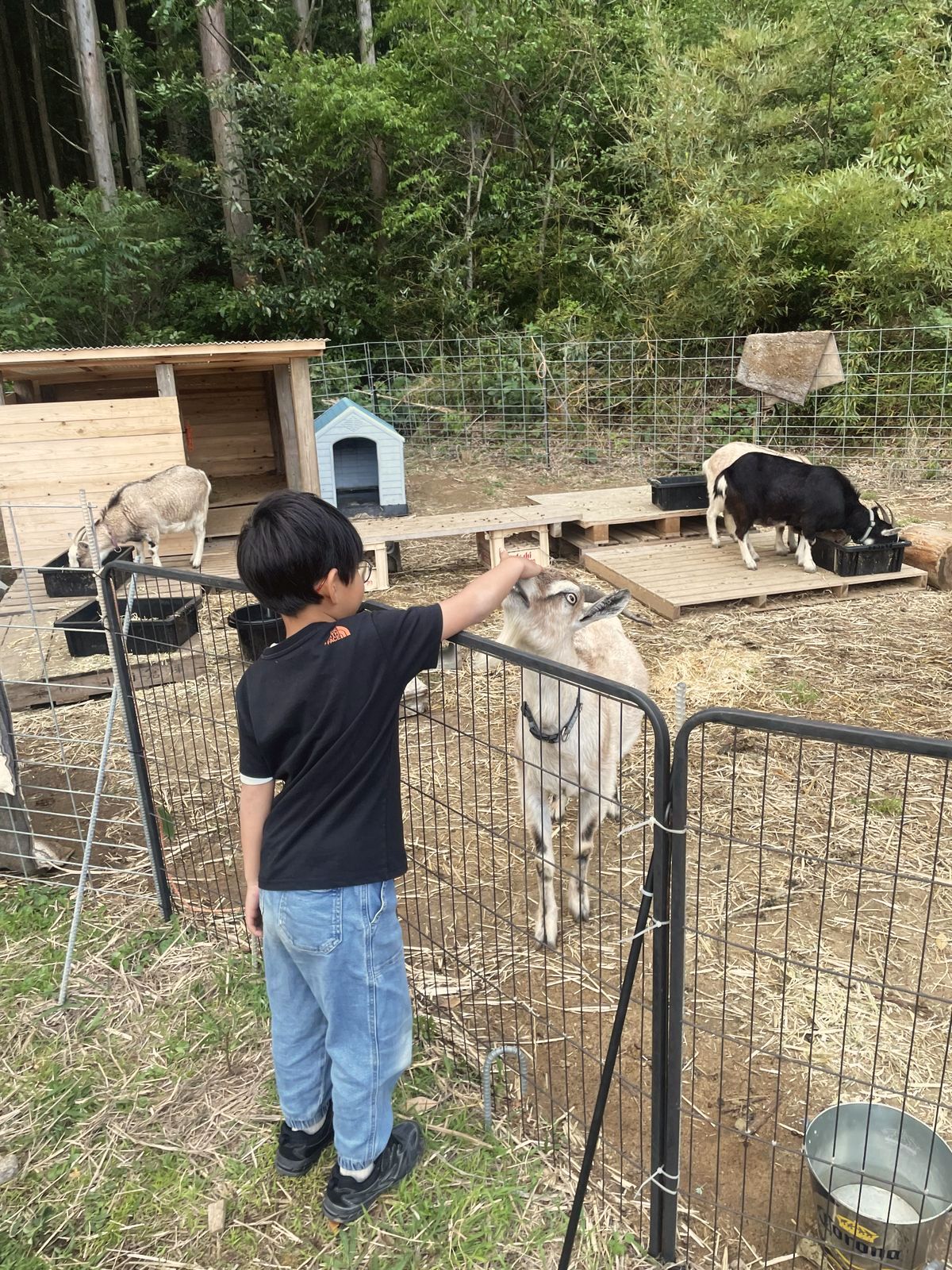 ヤギとふれあう子ども